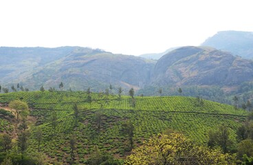 Fototapeta premium munnar kerala