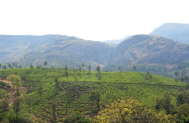 munnar kerala