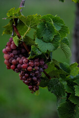Nahaufnahme einer Weinrebe am Stock