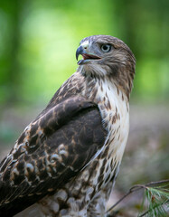 Red tailed hawk sitting in the woods closeup