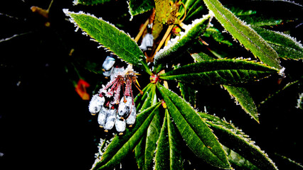Frozen Berberis Juliana and leaves in the winter