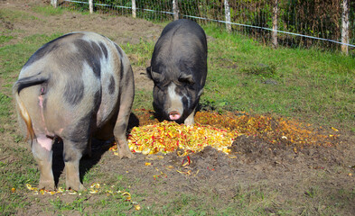 Fototapeta na wymiar big pigs eating apples at the farm animals