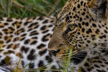 close up on leopard looking around in Queen Elizabeth NP- Uganda.