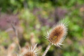 thistle in the field