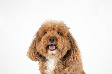 Smiling cute small mixed Breed Bichon poodle Bichpoo breed dog with curly and fluffy red hair isolated on a white background with copy space