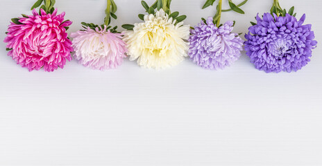 Colorful autumn or summer aster flowers. On a white textured background are flowers of different colors, pink, yellow, purple. Image with blank space for captions. Teacher's Day, Birthday