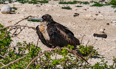 Galapagos - Genovesa - Bahia Darwin - Frigate Bird
