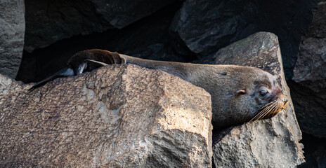 Obraz premium Galapagos - Genovesa - La Barranco - Fur Seal