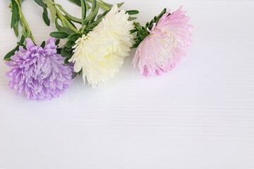 Colorful autumn or summer aster flowers. On a white textured background are flowers of different colors, pink, yellow, purple. Image with blank space for captions. Teacher's Day, Birthday, Anniversary