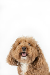 Smiling cute small mixed Breed Bichon poodle Bichpoo breed dog with curly and fluffy red hair isolated on a white background with copy space