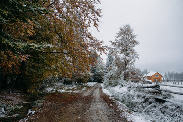 autumn forest in snow landscape