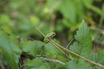Holding Onto Tiny Branch