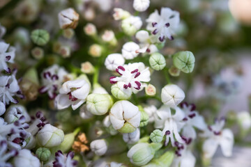 Fresh Valeriana officinalis flowers close up. Beautiful white flowers macro photo.