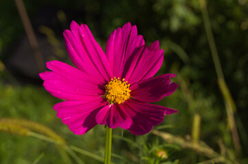 Fototapeta premium Violet flower on a sunny summer day. 