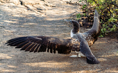 Galapagos - Genovesa - La Barranco - Nazca Booby juvenile