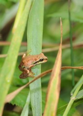 frog on a leaf