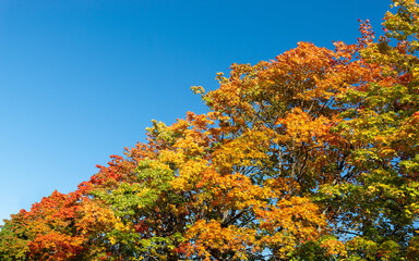 Fototapeta premium Autumn background with crowns of maples with red, yellow and green leaves against the blue sky. Diagonal arrangement with copy space