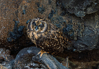  Galapagos - Genovesa - La Barranco - Short-eared Owl