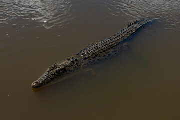 A Wild Salt Water Crocodile in Australia