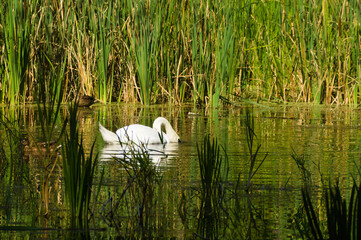 Swan on the lake on a sunny summer day.