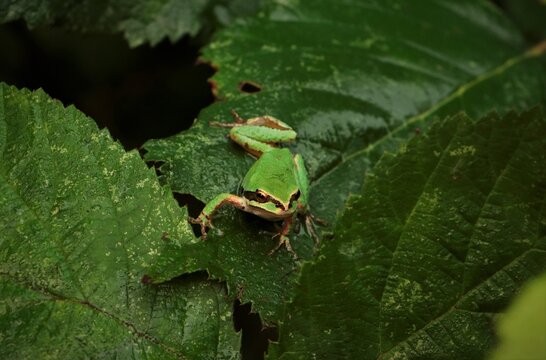 Frog Watches From Atop Blackberry Leaves