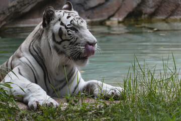 White tiger on the banks of a waterhole