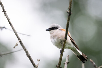 red-backed shrike (Lanius Collurio).