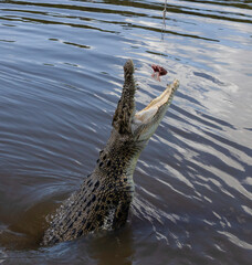A Wild Salt Water Crocodile Jumping for Food in Australia