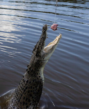 A Wild Salt Water Crocodile Jumping for Food in Australia
