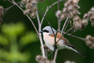 red-backed shrike (Lanius Collurio).