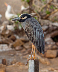 Galapagos - Genovesa - La Barranco - Yellow-crowned night heron