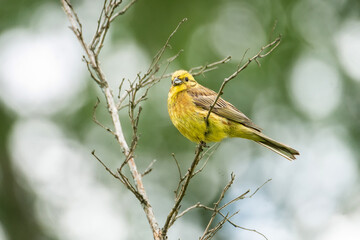 Yellowhammer (Emberiza citrinella)