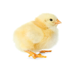 Cute fluffy baby chicken on white background. Farm animal