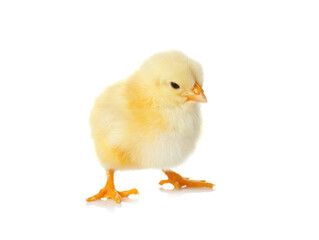 Obraz premium Cute fluffy baby chicken on white background. Farm animal