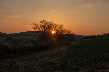 Baum, Sonne, Sonnenuntergang , Abendrot, Himmel, Sonnenstern