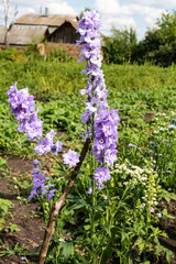 Obraz premium Lilac, violet Delphinium flower closeup. The flower grows in the garden, looks like a bell.