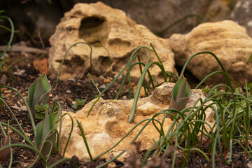 Blume, grün, Stein, braun, Garten