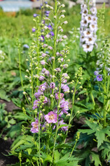 flowers of different colors Delphinium grows in the garden, like a bell.