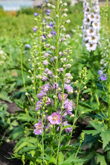flowers of different colors Delphinium grows in the garden, like a bell.