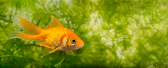 Carassius auratus auratus  - gold fish -  aquarium fish