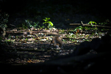 Wild Welsh Mountain Pony in Brecon Beacon National Park