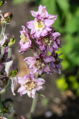 Obraz premium lilac, pink with a yellow center, Delphinium flower grows in the garden, looks like a bell.