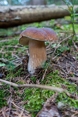 STEINPILZ . PORCINI . BOLETUS EDULIS