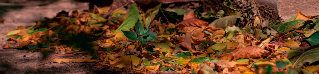 panoramic green and yellow autumn leaves