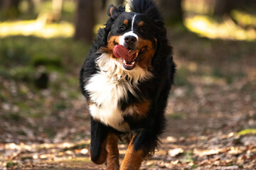 Hund, groß, schwarz, Haustier, Tier, Bernassenen, laufen