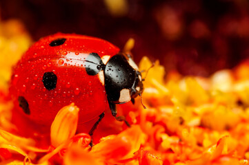 Beautiful ladybug on leaf defocused background