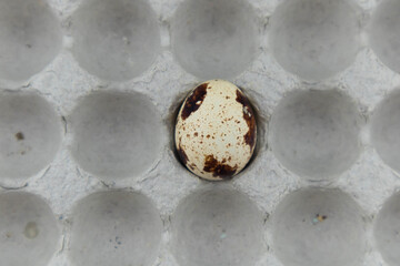 One spotted quail bird egg lies in a cardboard box. Close-up of food. Top view with space for text