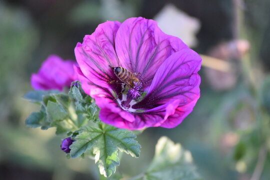 common Mallow