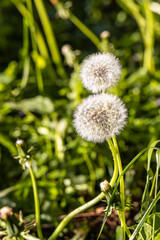 A white fluffy dandelion head with seeds is on a beautiful blurred green background
