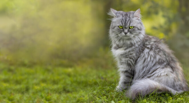 A large banner with a image of a beautiful fluffy gray cat on a natural background.